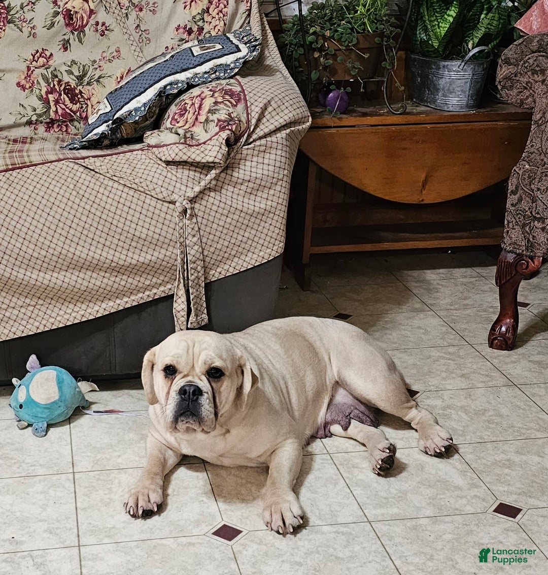 English Bulldog dogs for sale: Silver Filly - Image 3