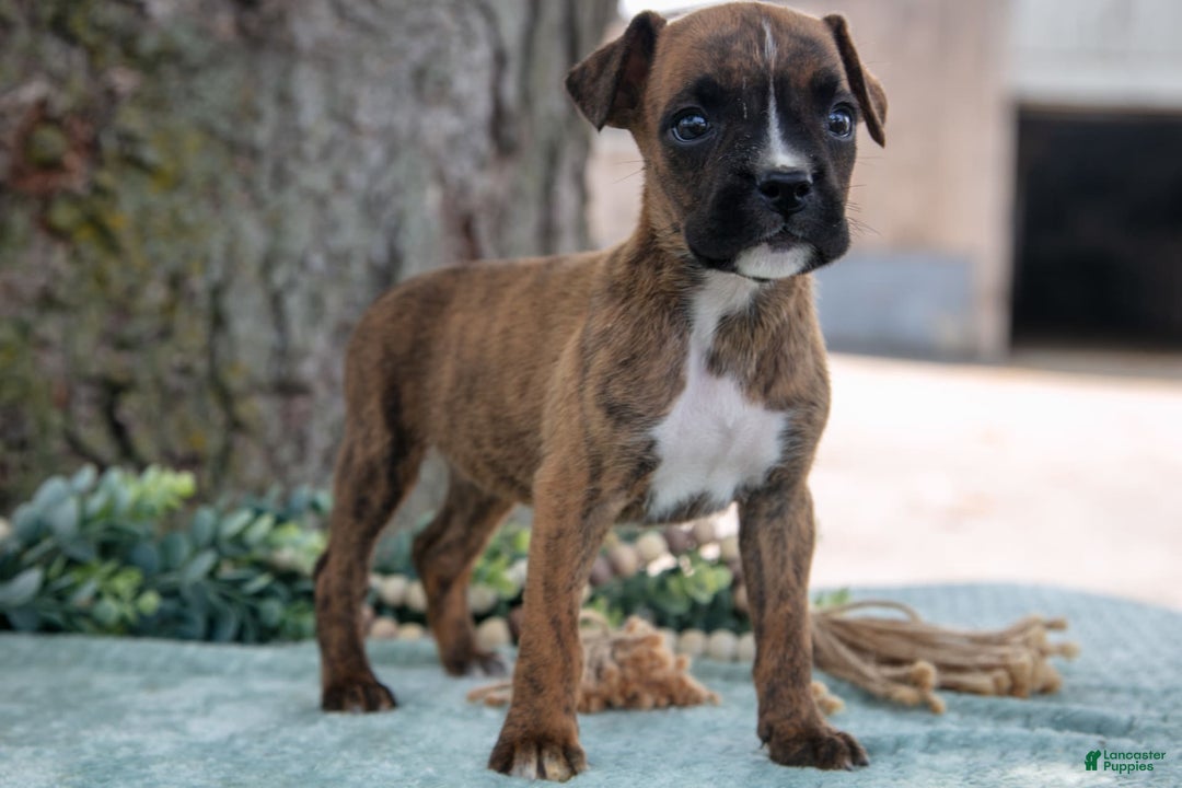 Boxer dogs for sale: Frida - Image 3
