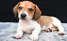 Miniature Dachshund dogs for sale: Jip - Image 7