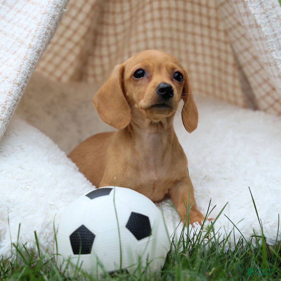 Miniature Dachshund dogs for sale: Miniature Dachshund 3 puppies - Image 20
