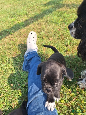 Pug dogs for sale - Ad 4