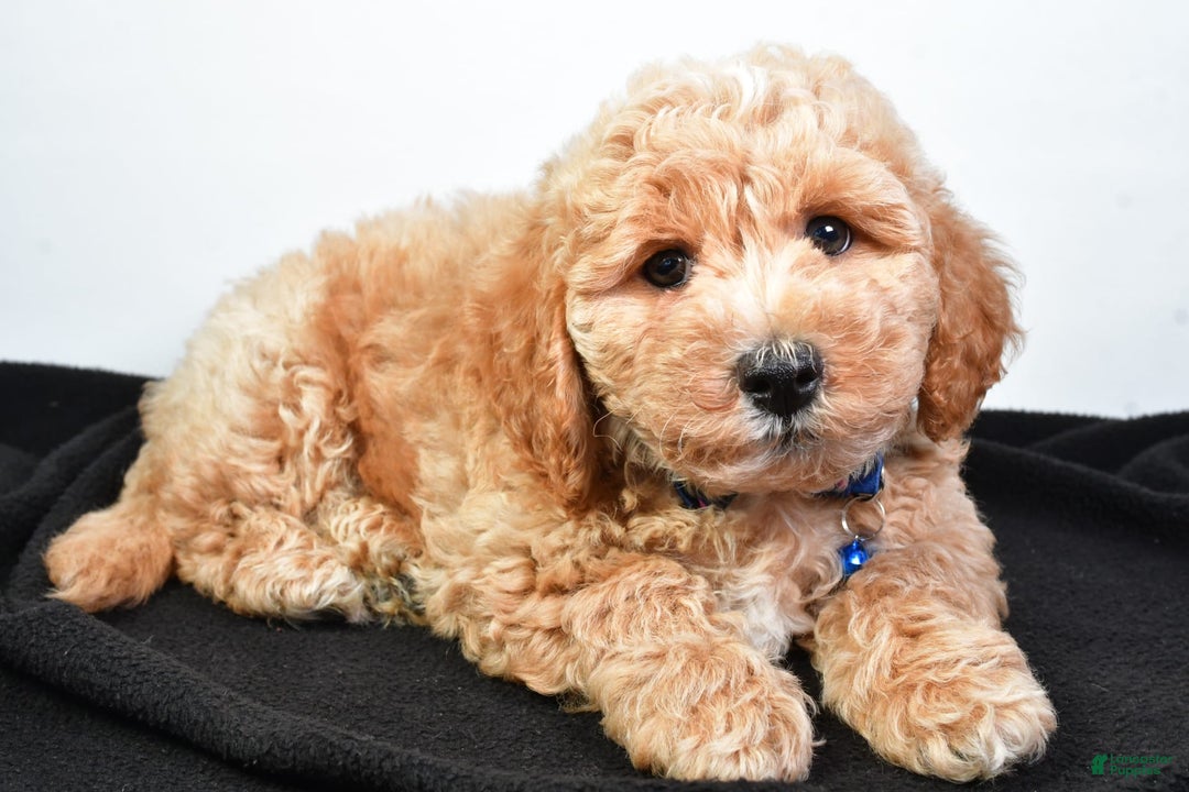Bichpoo dogs for sale: Samson - Image 5