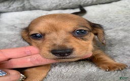 Miniature Dachshund dogs for sale: Baby Cosmo - Image 4