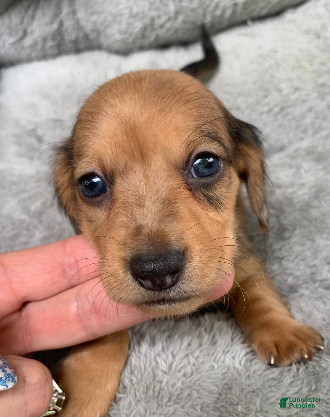 Miniature Dachshund dogs for sale: Baby Cosmo - Image 4