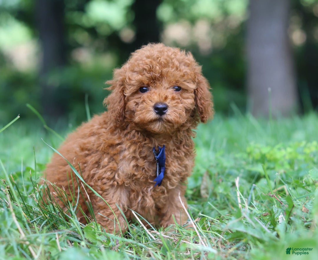 Miniature Poodle dogs for sale: Ripley - Image 2