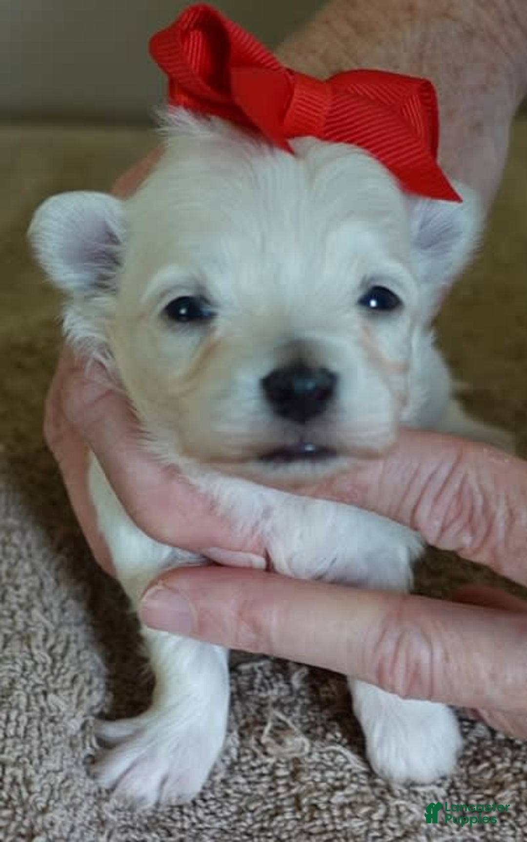 Maltipoo dogs for sale: Beans - Image 4