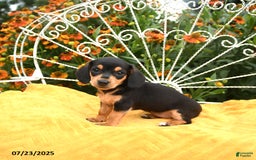 Miniature Dachshund dogs for sale: Willa - Image 4