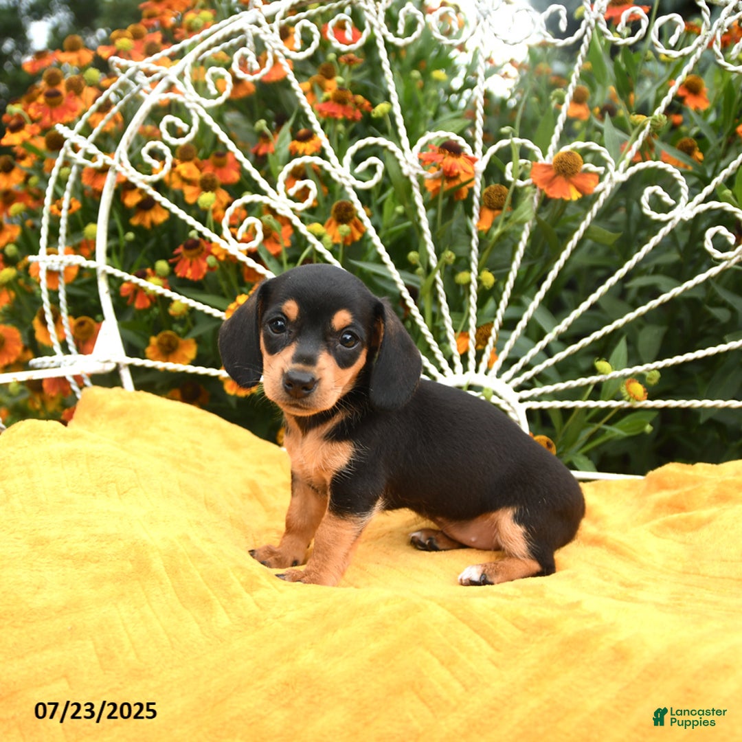 Miniature Dachshund dogs for sale: Willa - Image 4