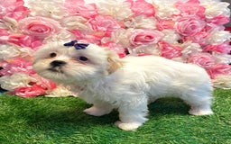 Shih Tzu dogs for sale: Ash - Image 7