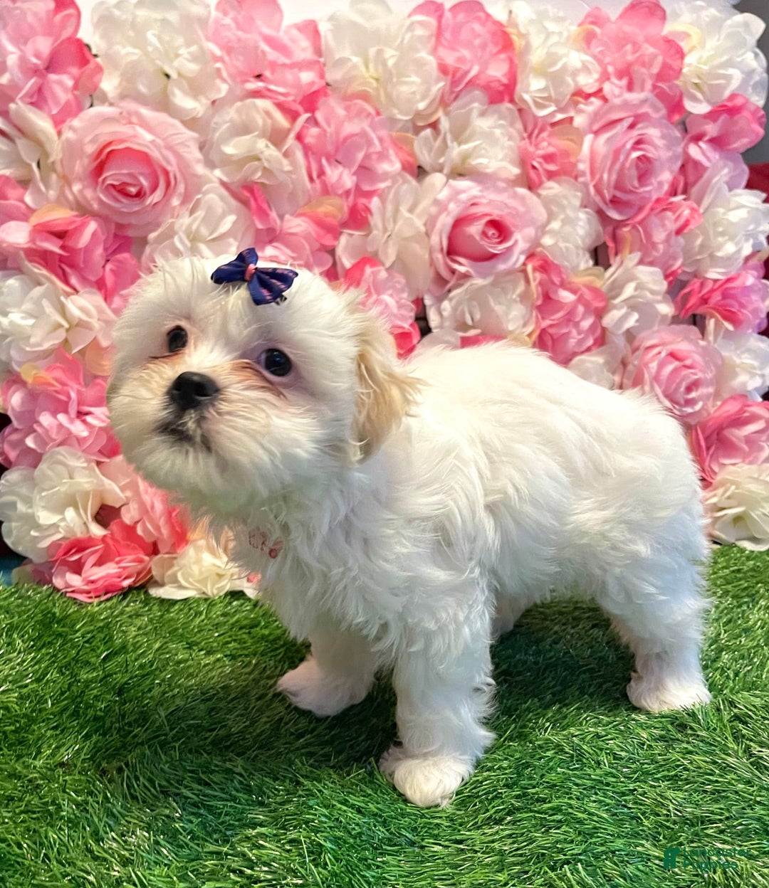 Shih Tzu dogs for sale: Ash - Image 7