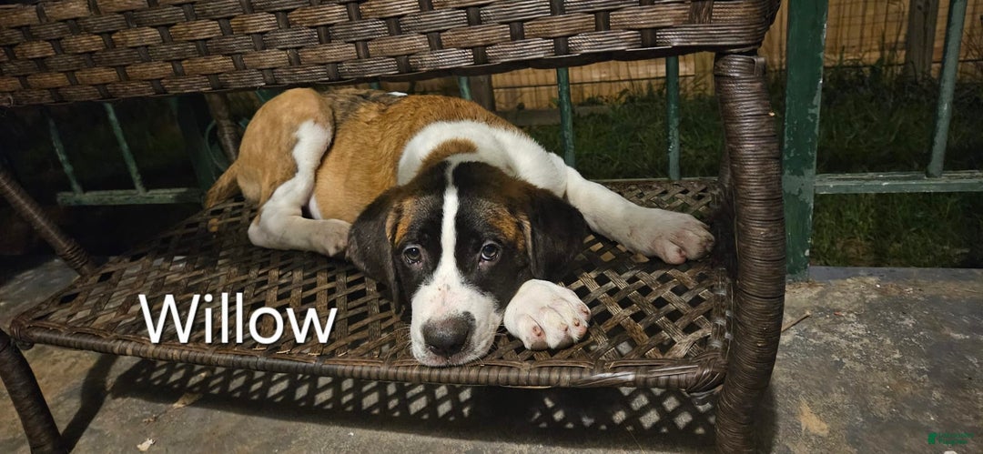 Saint Bernard dogs for sale: Will - Image 3