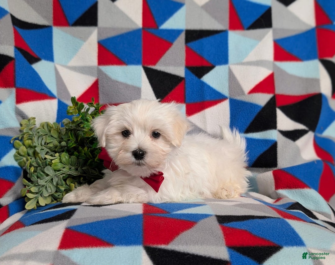 Maltese dogs for sale: Donegan Akc - Image 6