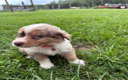 Australian Shepherd dogs for sale: L-orange - Image 4