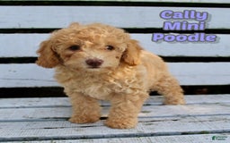 Miniature Poodle dogs for sale: Cally - Image 1