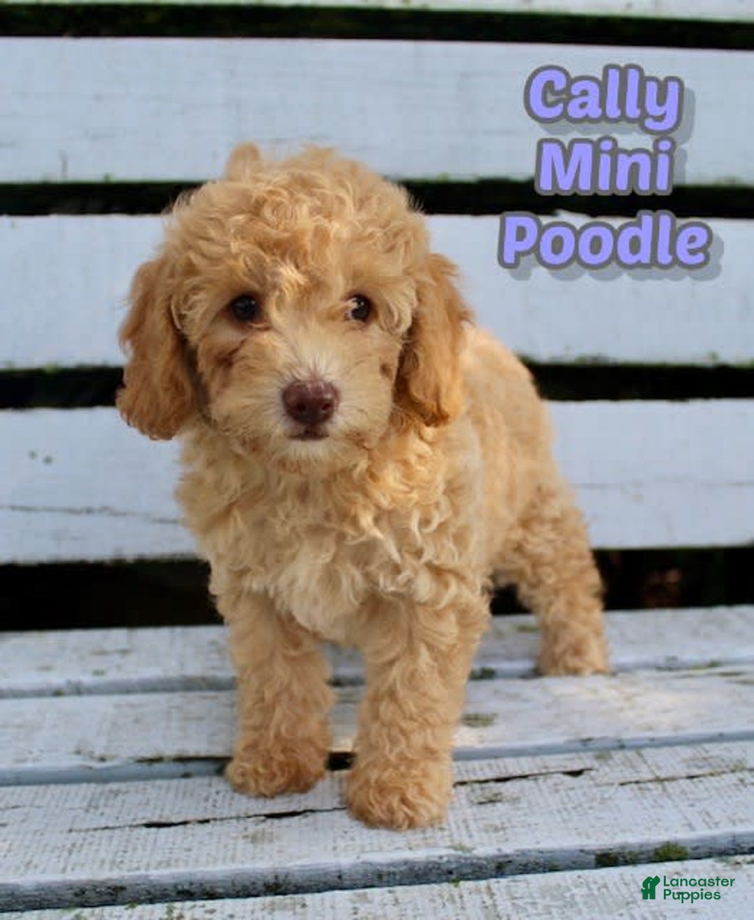 Miniature Poodle dogs for sale: Cally - Image 1