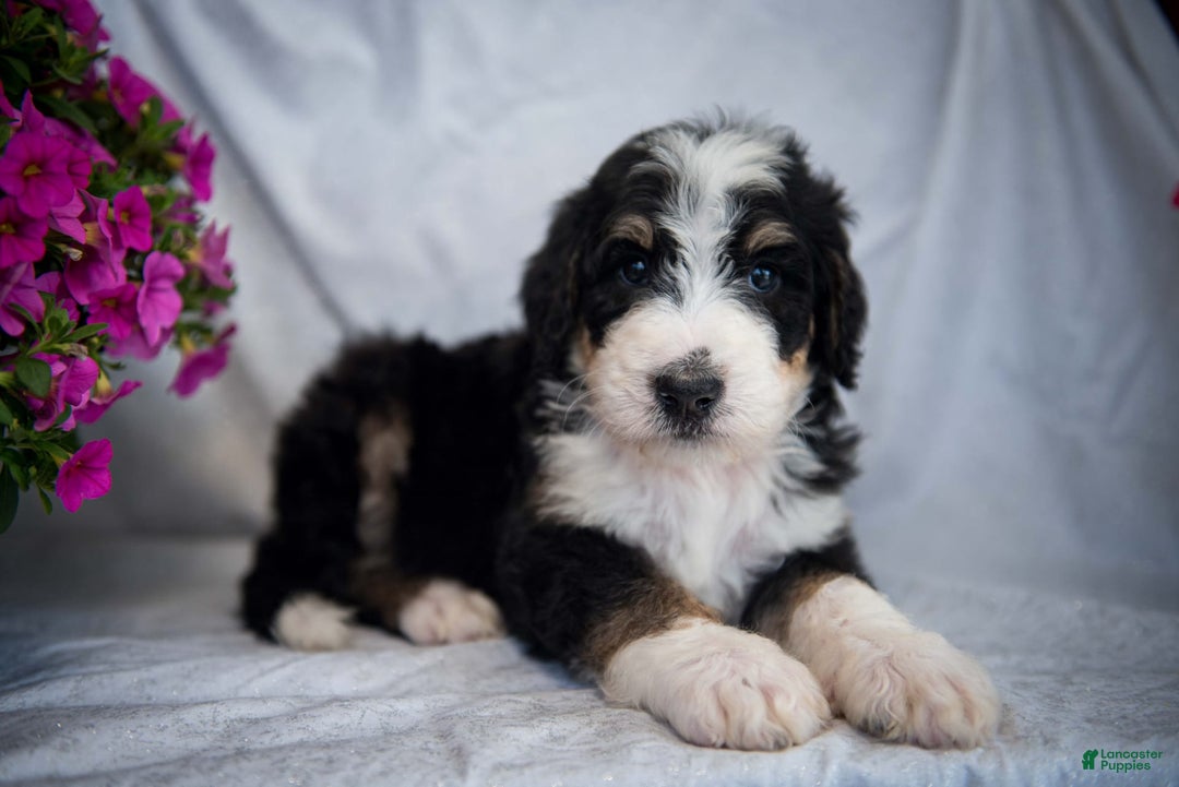 Bernedoodle dogs for sale: Joker - Image 4