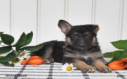 German Shepherd dogs for sale: Emma - Image 3