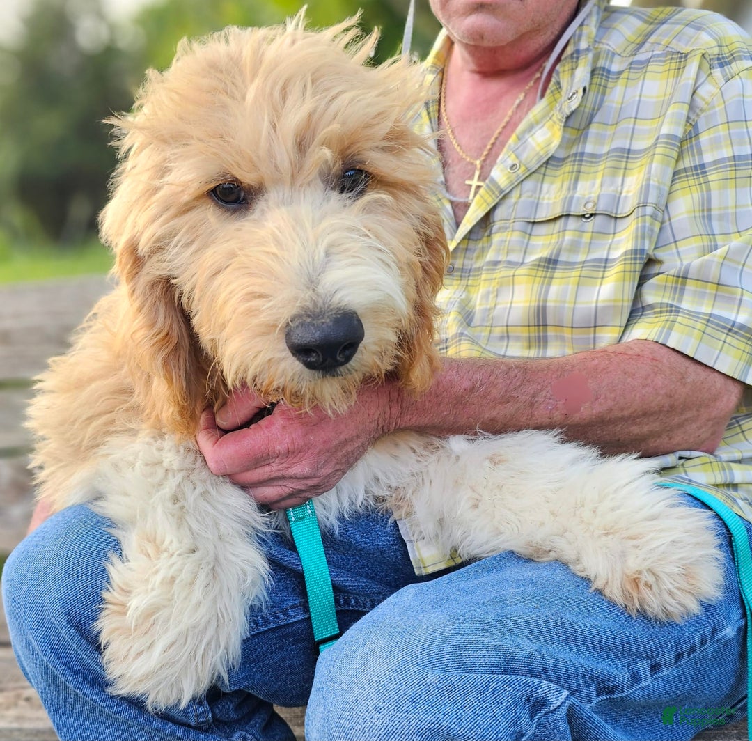 Great Pyrenees dogs for sale: Pyredoodle Fb - Image 4