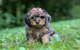 Cockapoo dogs for sale: Angela - Image 11