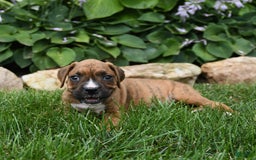 Boxer dogs for sale: Dallas - Image 5