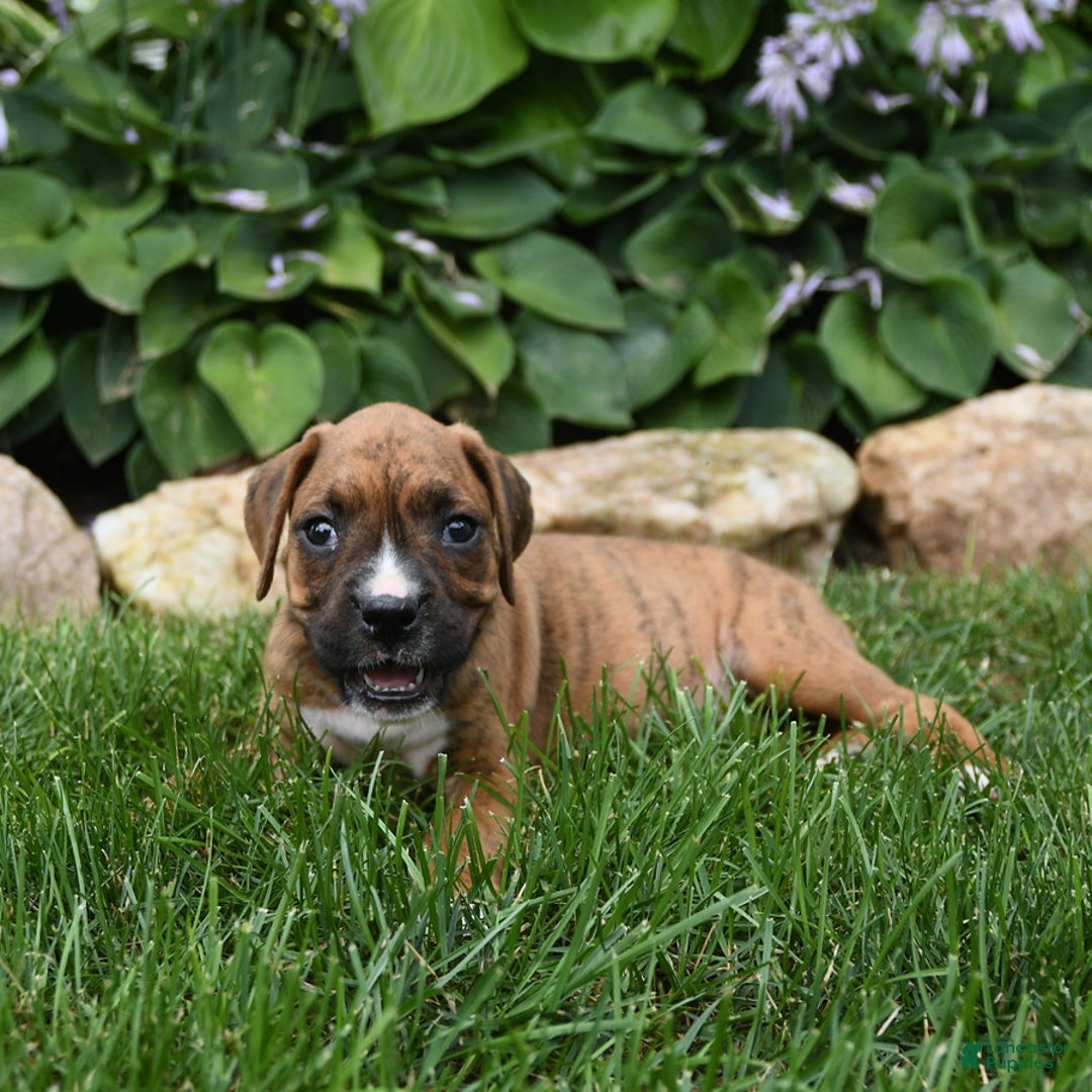 Boxer dogs for sale: Dallas - Image 5