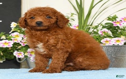 Miniature Poodle dogs for sale: Roscoe - Image 1