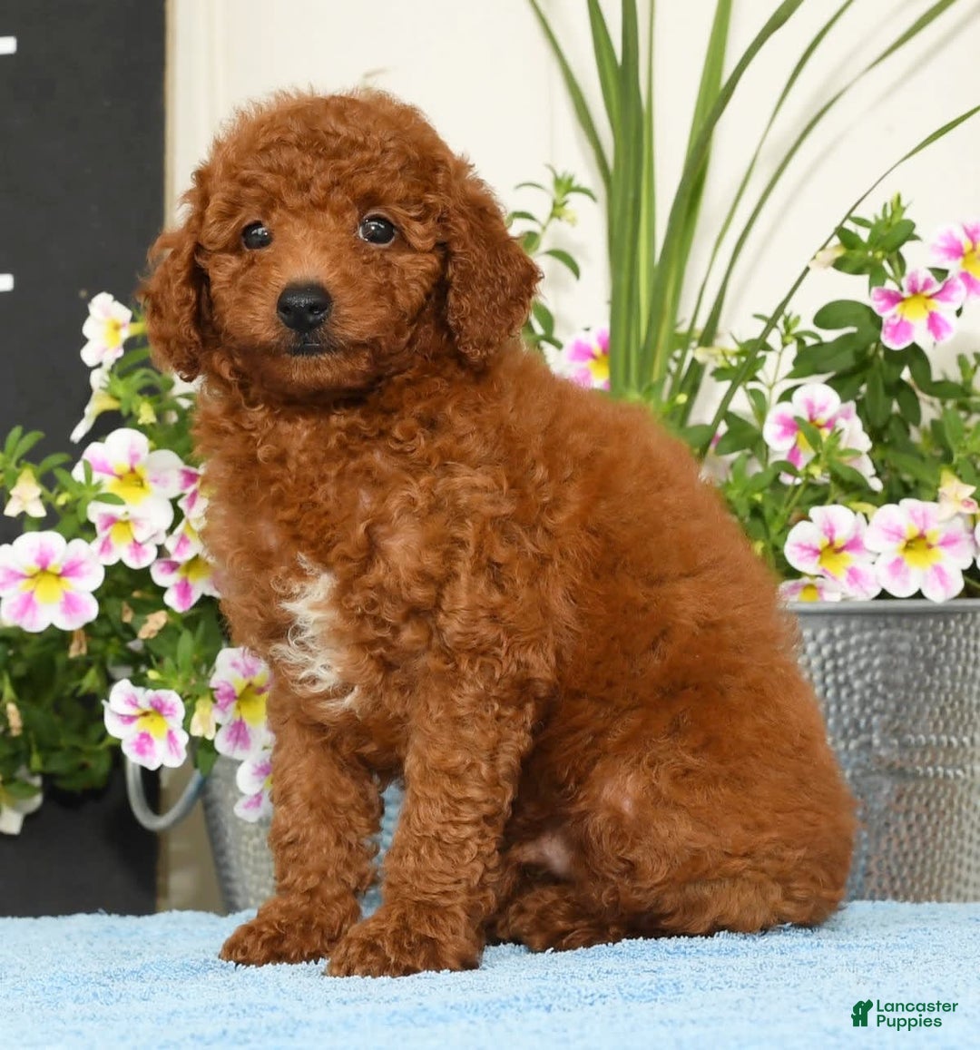 Miniature Poodle dogs for sale: Roscoe - Image 1