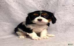 Cavalier King Charles Spaniel dogs for sale: Missy - Image 33