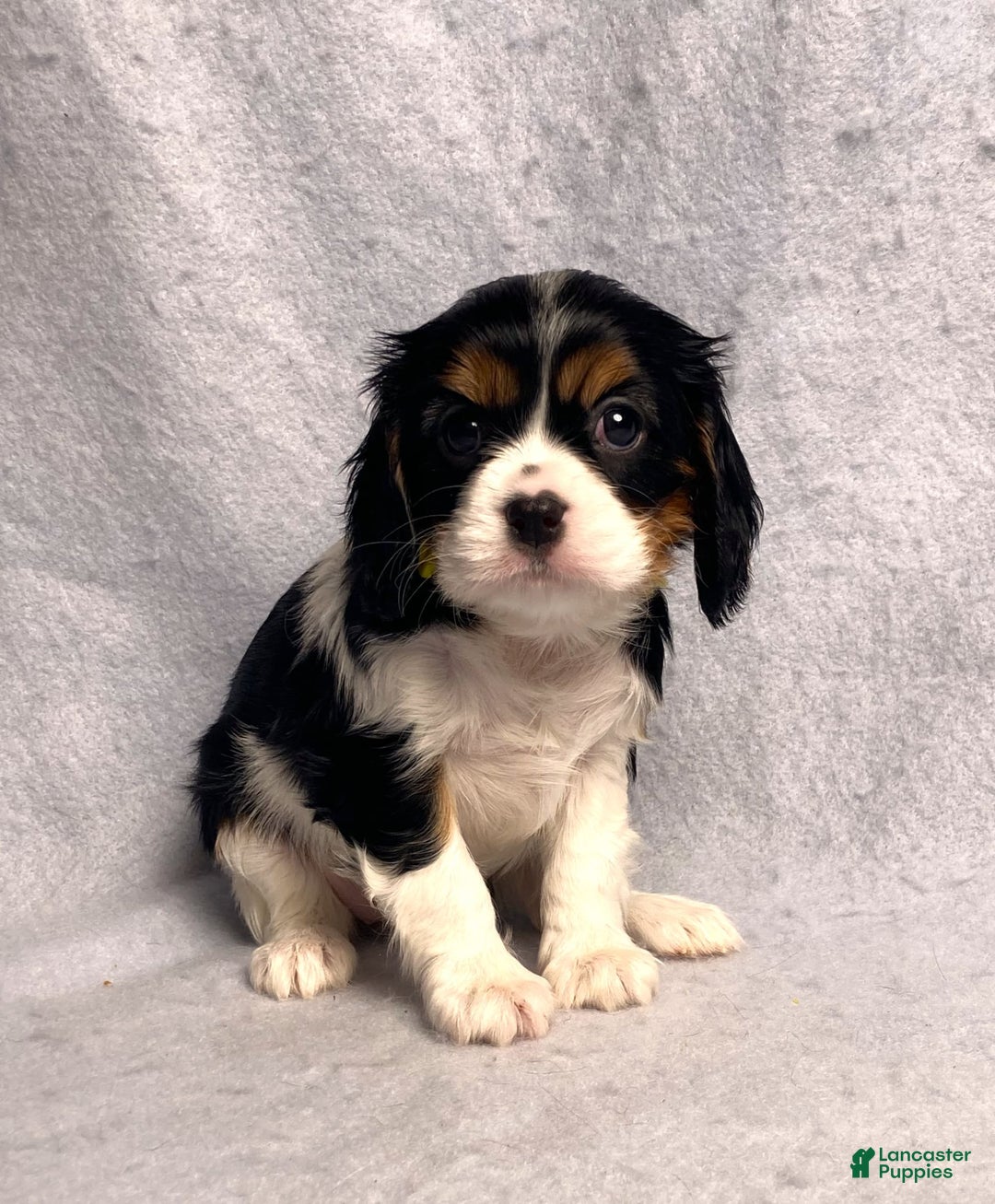 Cavalier King Charles Spaniel dogs for sale: Missy - Image 33