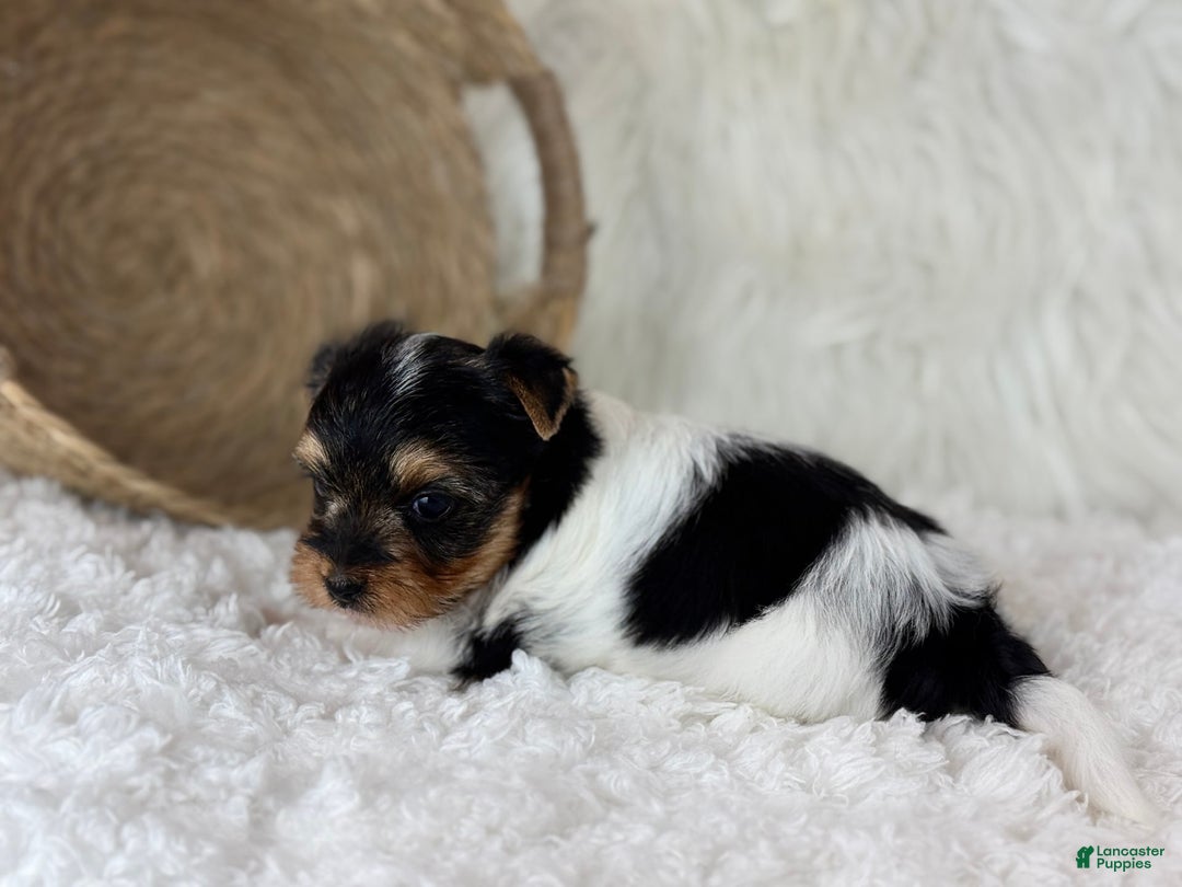 Yorkshire Terrier dogs for sale: Luka - Image 5