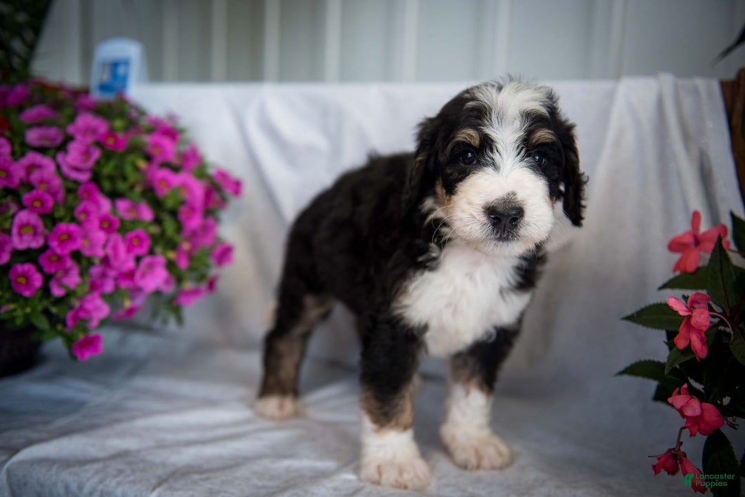 Bernedoodle dogs for sale: Joker - Image 10