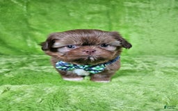 Shih Tzu dogs for sale: Bear - Image 7
