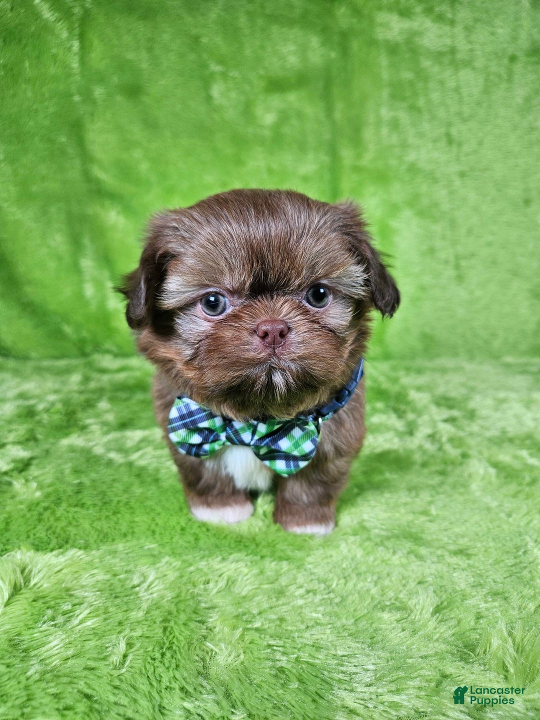 Shih Tzu dogs for sale: Bear - Image 7