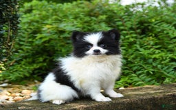 Pomeranian dogs for sale: Oreo - Image 1