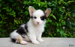 American Corgi dogs for sale: Blue - Image 3