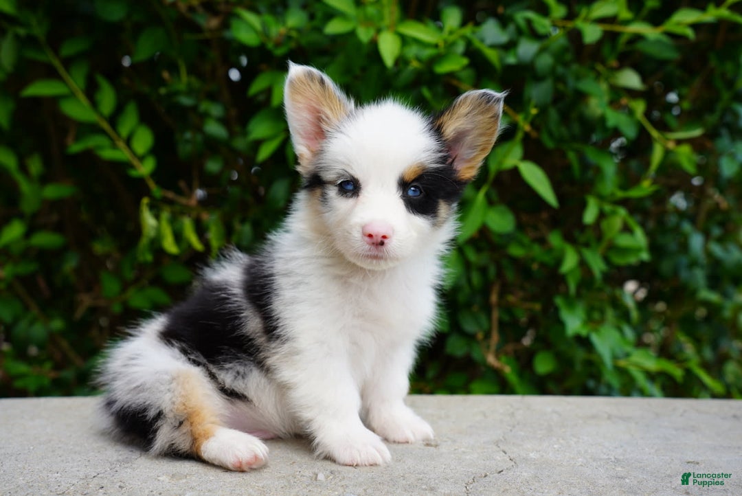 American Corgi dogs for sale: Blue - Image 3
