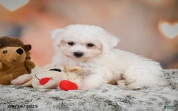 Bichon Frise dogs for sale: Benny - Image 3