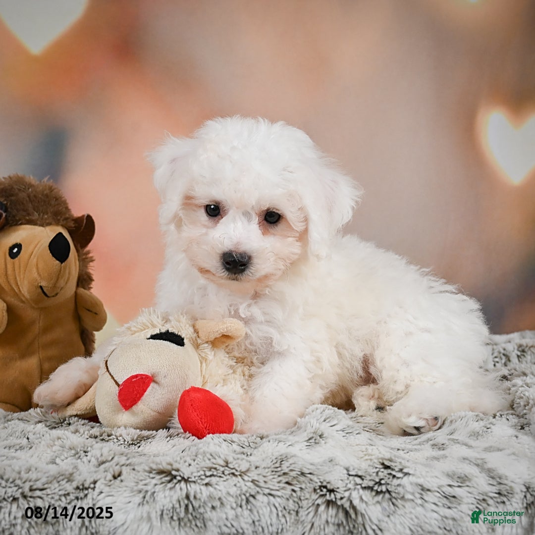Bichon Frise dogs for sale: Benny - Image 3