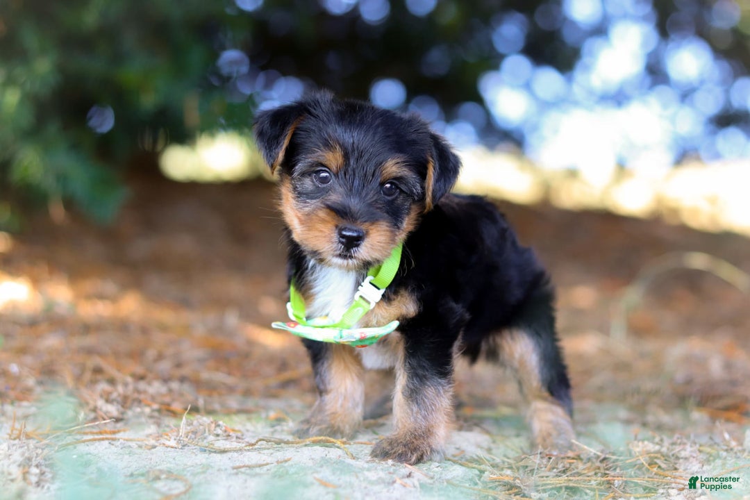 Yorkshire Terrier dogs for sale: Moses - Image 7