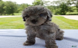 Miniature Poodle dogs for sale: Benson - Image 9
