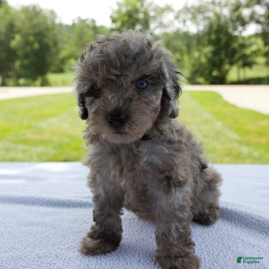 Miniature Poodle dogs for sale: Benson - Image 9