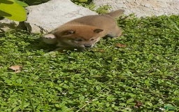Shiba Inu dogs for sale: Ryo - Image 3