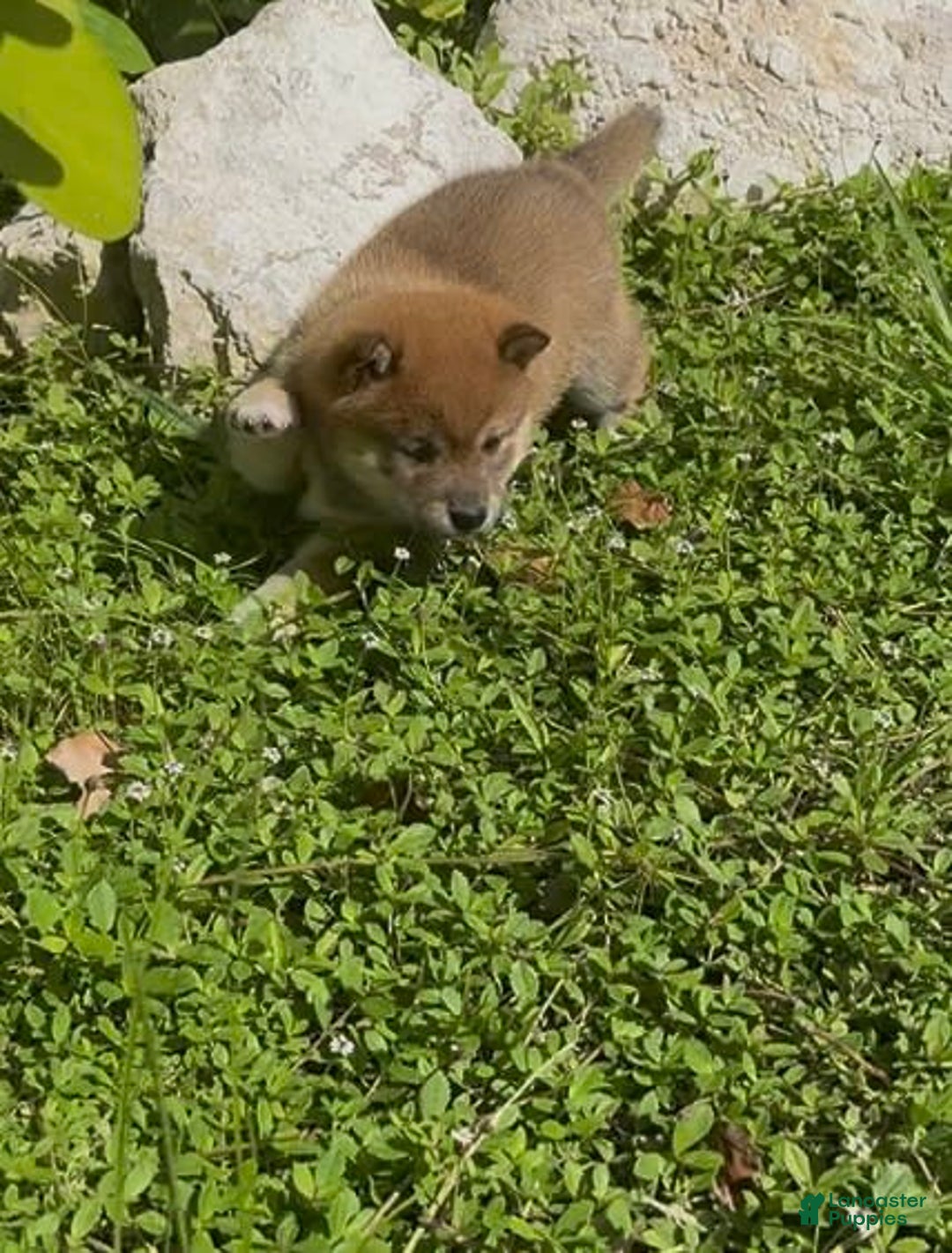 Shiba Inu dogs for sale: Ryo - Image 3
