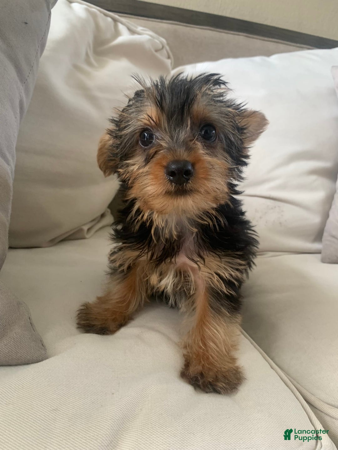 Yorkshire Terrier dogs for sale: Max - Image 1