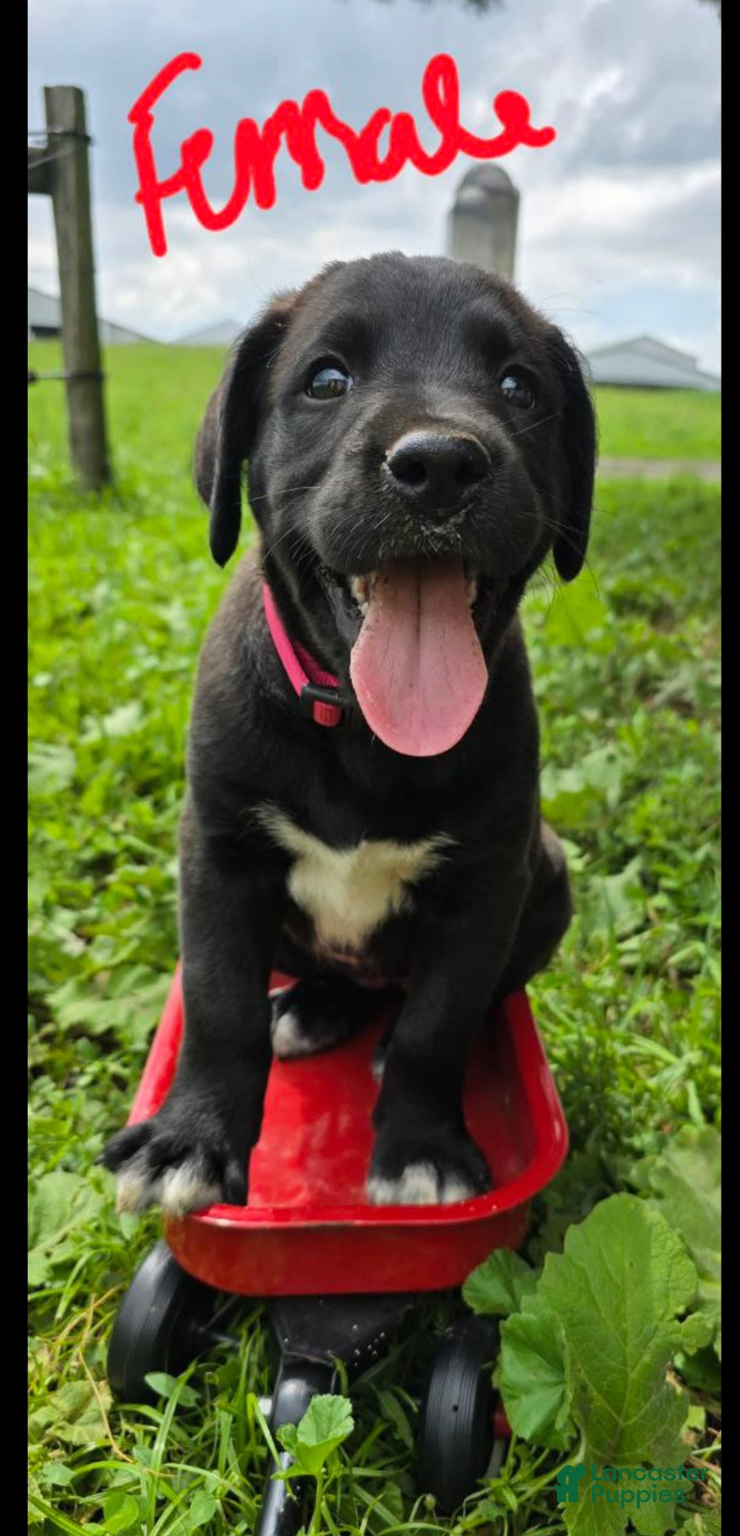 Goldendoodle dogs for sale: Chelsea - Image 1