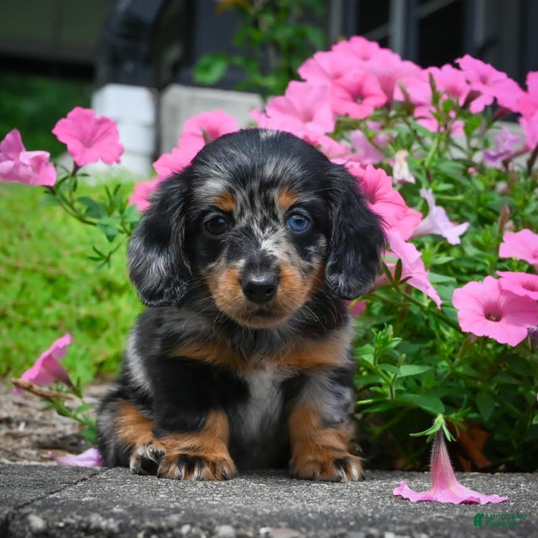 Miniature Dachshund dogs for sale: Scarlet - Image 4