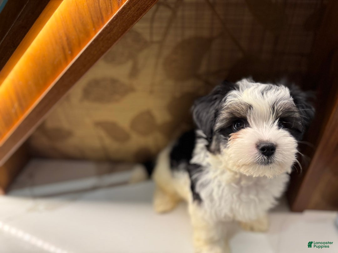 Morkie dogs for sale: Handsome big boy - Image 5