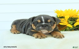English Bulldog dogs for sale: Georgia - Image 4