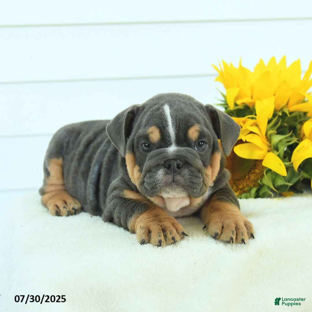 English Bulldog dogs for sale: Georgia - Image 4