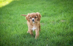Cavalier King Charles Spaniel dogs for sale: Clifford - Image 15